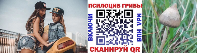 Купить  Губаха  Псилоцибиновые грибы ЛСД 